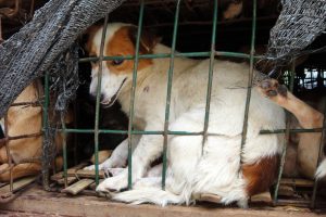 Animal Cruelty - Suffering Dog