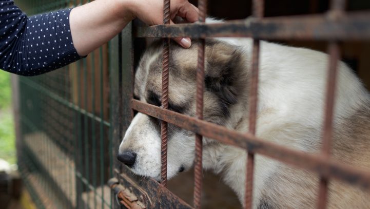 Proposed Increase in Sentences Available for Animal Cruelty Offences