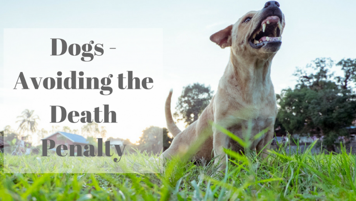 Dogs – Avoiding a Death Penalty