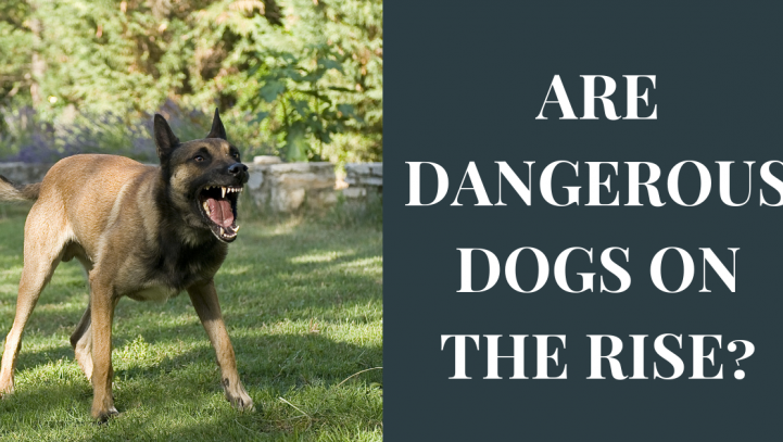 Are Dangerous Dogs on the Rise?